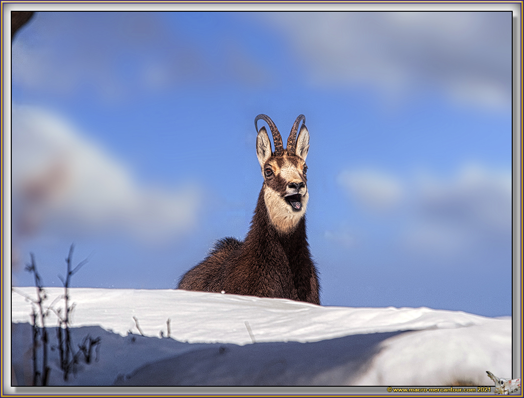 Chamois